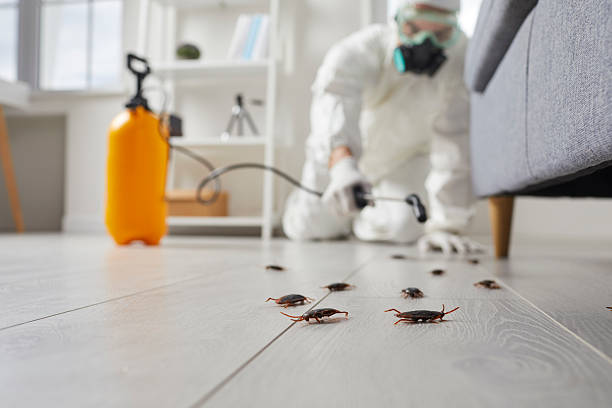 Trusted Termite Control service in Rutherford College, NC - Nex Pest Control